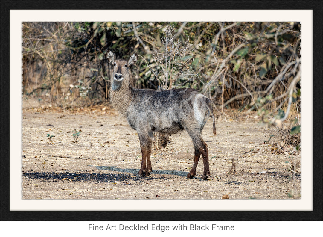 African Safari Wall Art: Curious Waterbuck