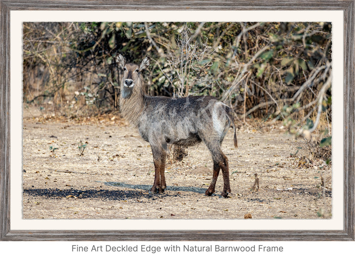 African Safari Wall Art: Curious Waterbuck