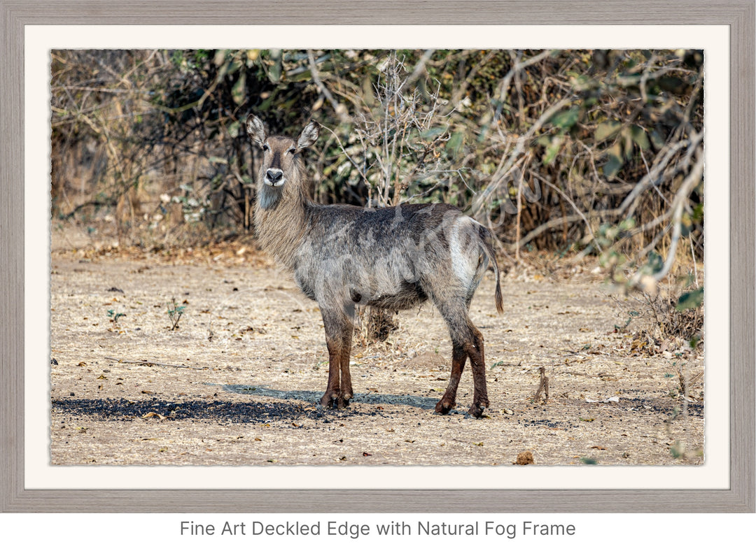 African Safari Wall Art: Curious Waterbuck