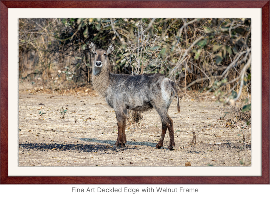 African Safari Wall Art: Curious Waterbuck