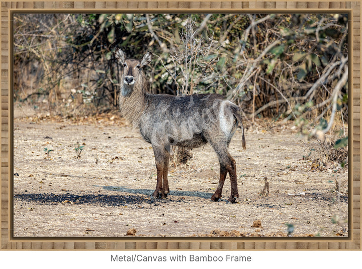 African Safari Wall Art: Curious Waterbuck