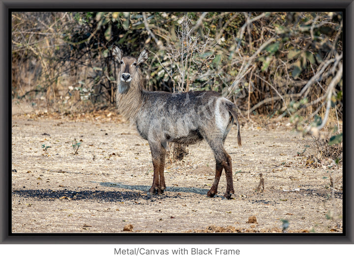 African Safari Wall Art: Curious Waterbuck