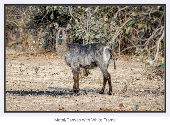 African Safari Wall Art: Curious Waterbuck