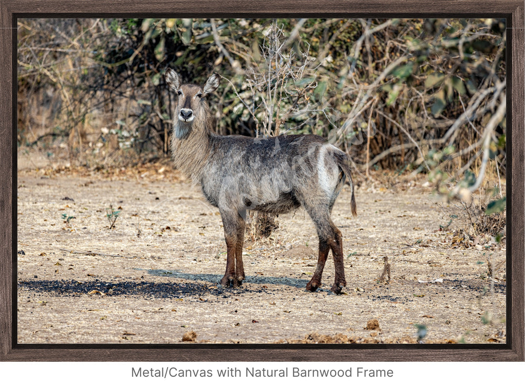 African Safari Wall Art: Curious Waterbuck