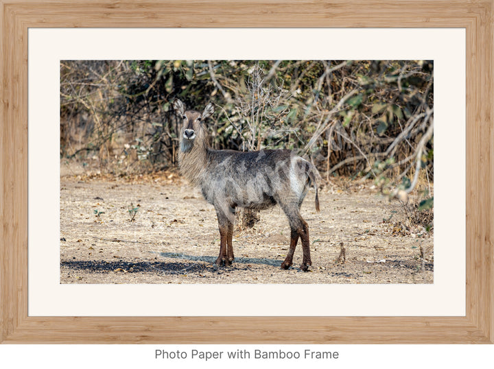 African Safari Wall Art: Curious Waterbuck