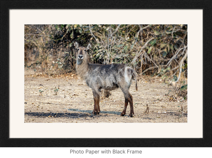 African Safari Wall Art: Curious Waterbuck