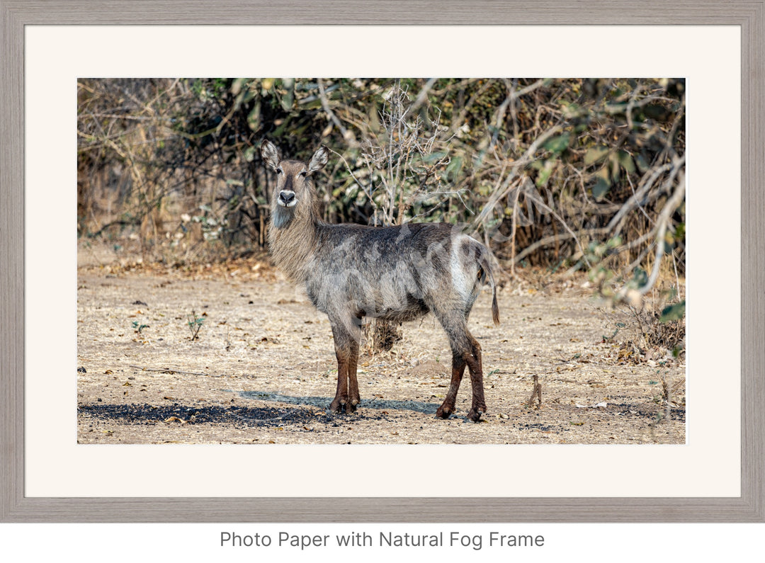 African Safari Wall Art: Curious Waterbuck