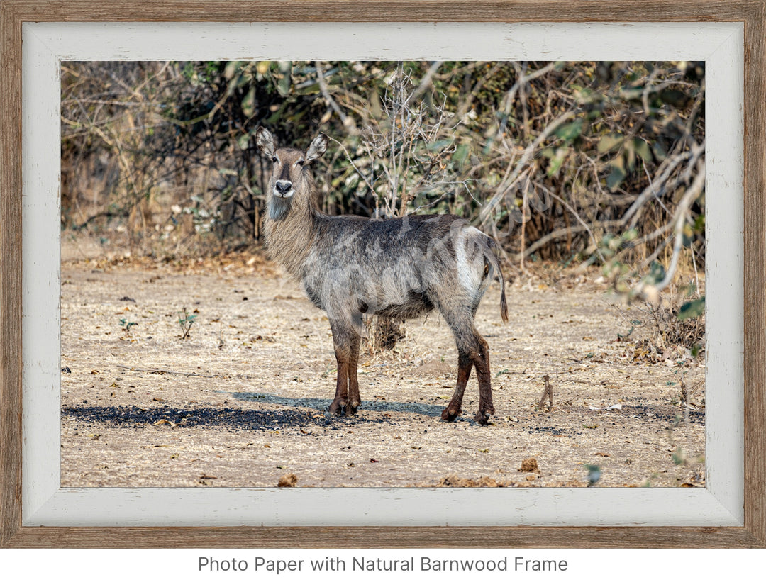 African Safari Wall Art: Curious Waterbuck