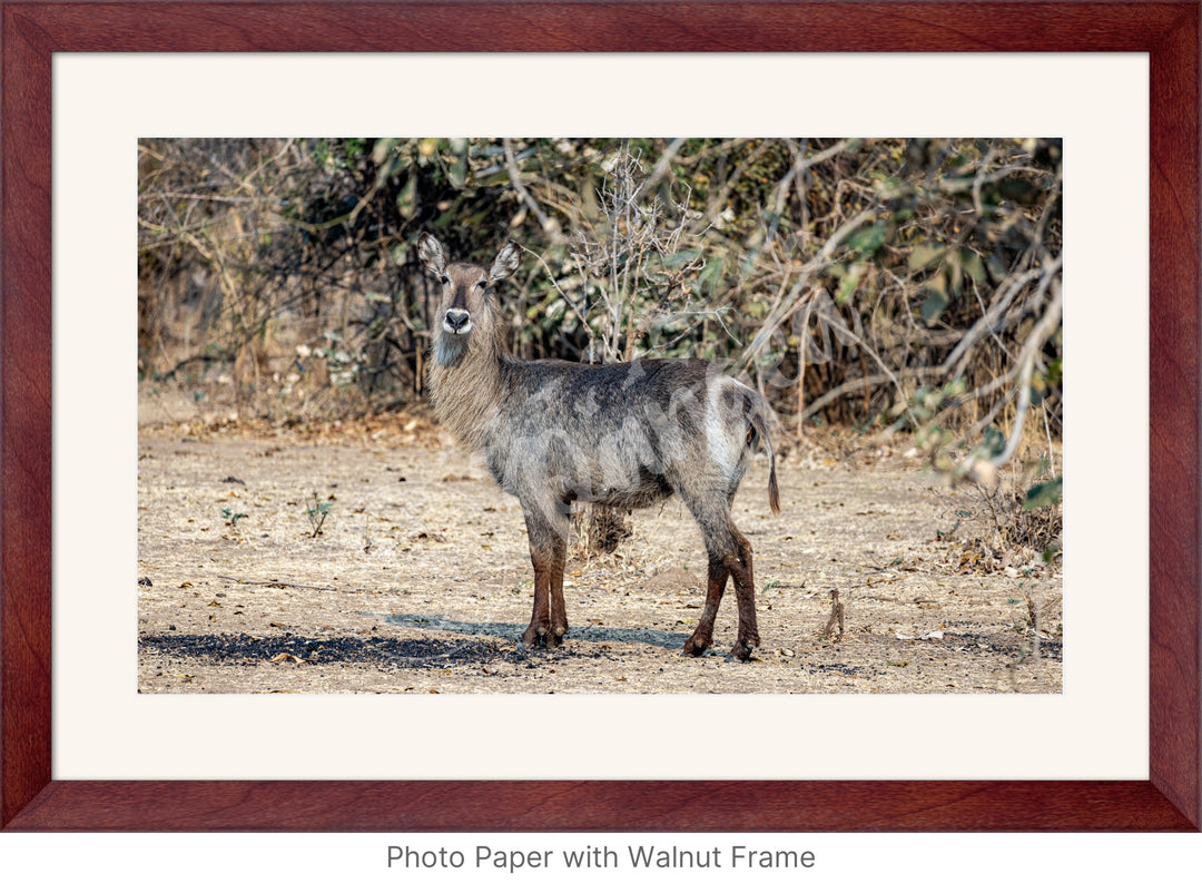 African Safari Wall Art: Curious Waterbuck