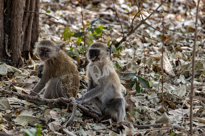 African Safari Wall Art: Monkey Portrait