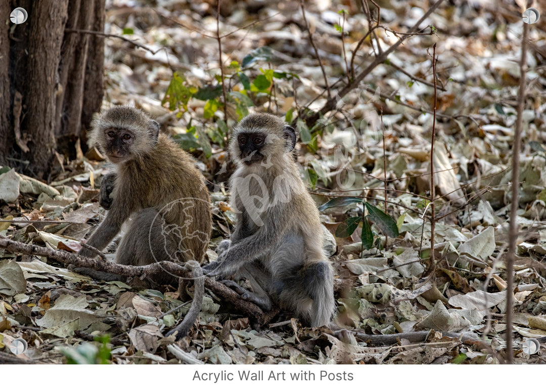 African Safari Wall Art: Monkey Portrait