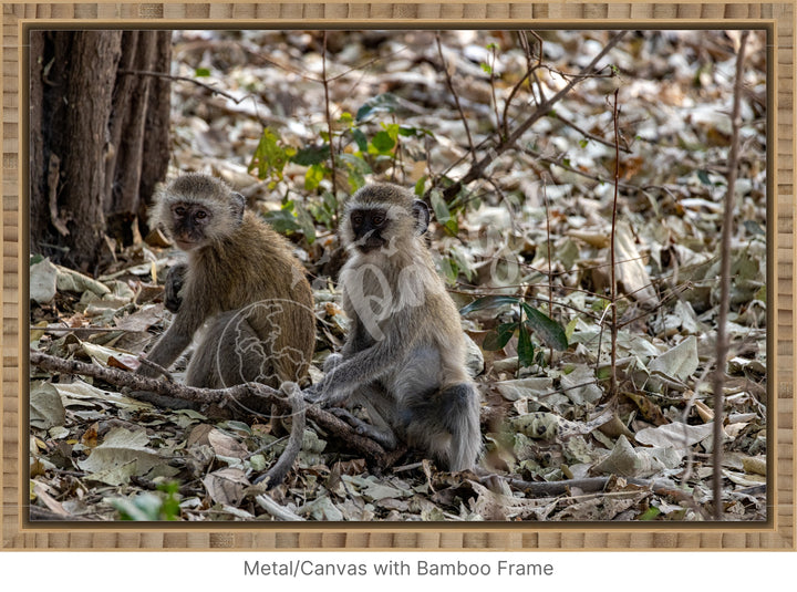 African Safari Wall Art: Monkey Portrait