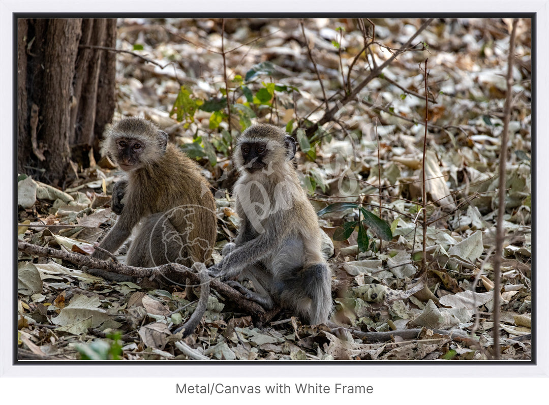 African Safari Wall Art: Monkey Portrait