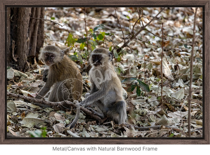 African Safari Wall Art: Monkey Portrait