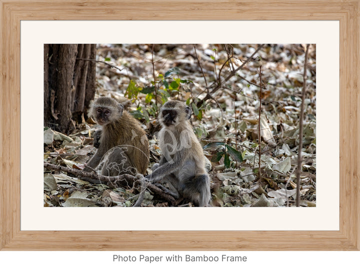 African Safari Wall Art: Monkey Portrait