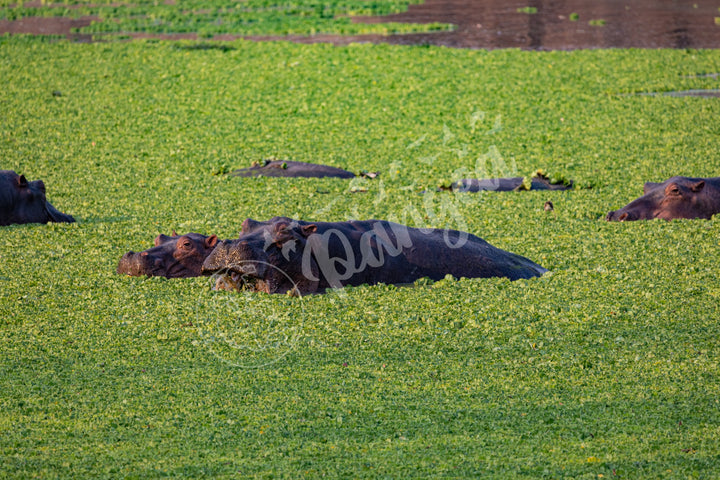 African Safari Wall Art: The Hippo Chowdown