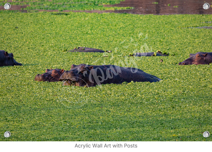 African Safari Wall Art: The Hippo Chowdown