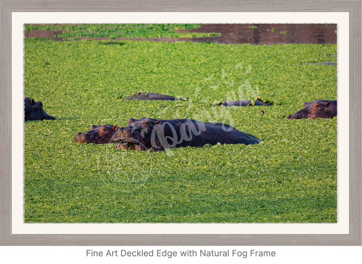 African Safari Wall Art: The Hippo Chowdown