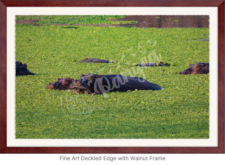 African Safari Wall Art: The Hippo Chowdown