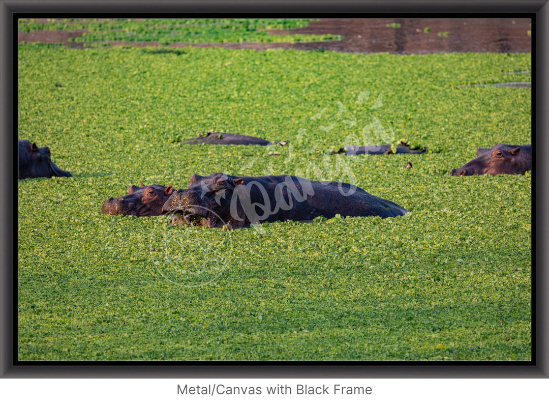 African Safari Wall Art: The Hippo Chowdown