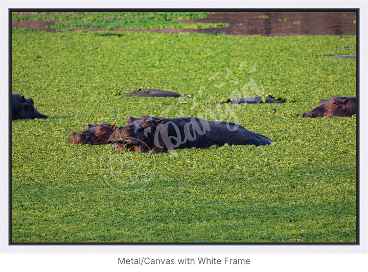 African Safari Wall Art: The Hippo Chowdown