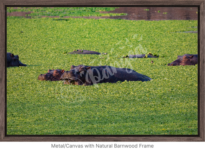 African Safari Wall Art: The Hippo Chowdown