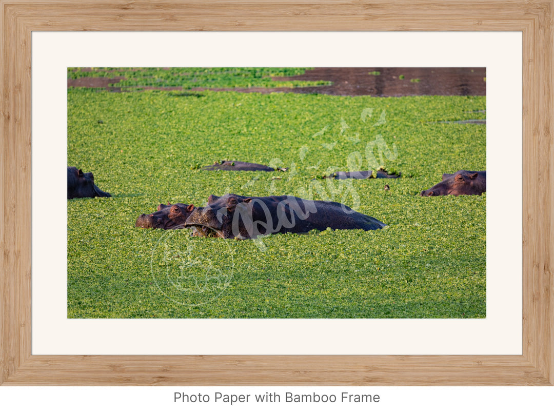 African Safari Wall Art: The Hippo Chowdown