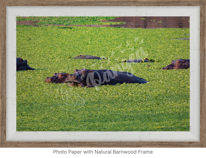 African Safari Wall Art: The Hippo Chowdown