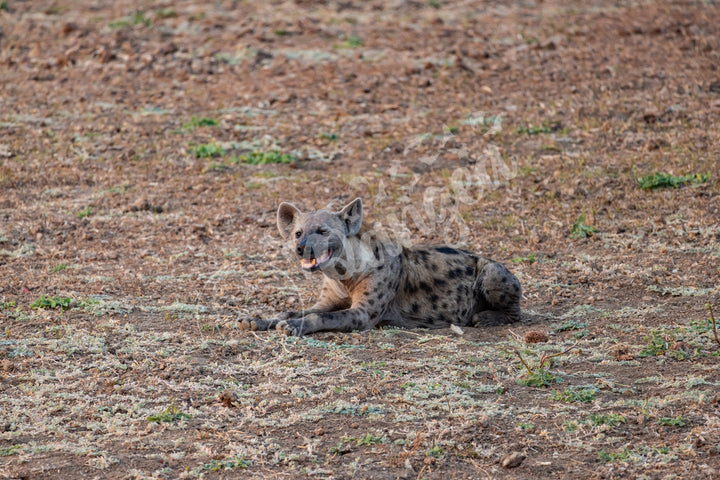 African Safari Wall Art: The Lone Hyena