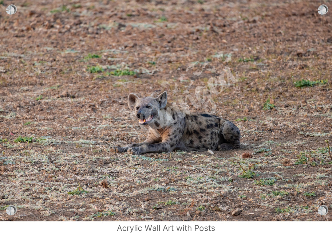 African Safari Wall Art: The Lone Hyena