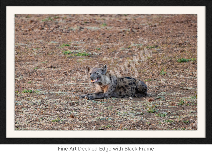 African Safari Wall Art: The Lone Hyena