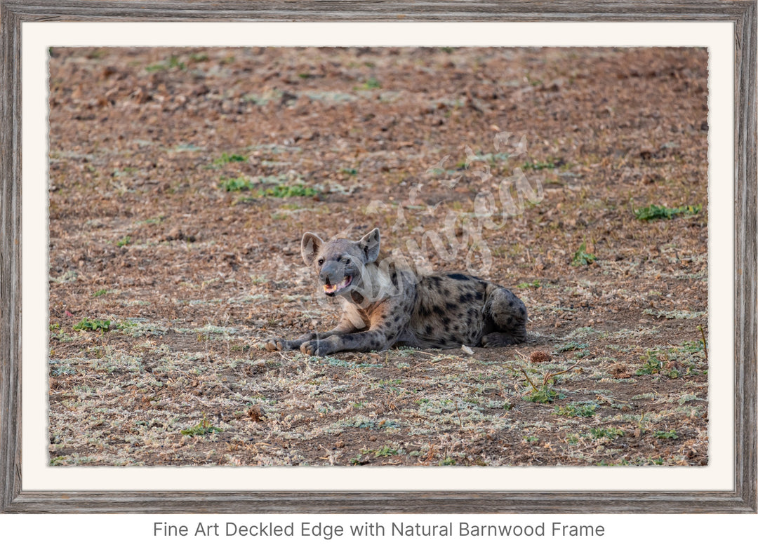 African Safari Wall Art: The Lone Hyena