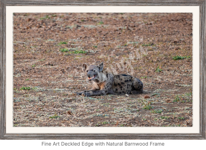 African Safari Wall Art: The Lone Hyena