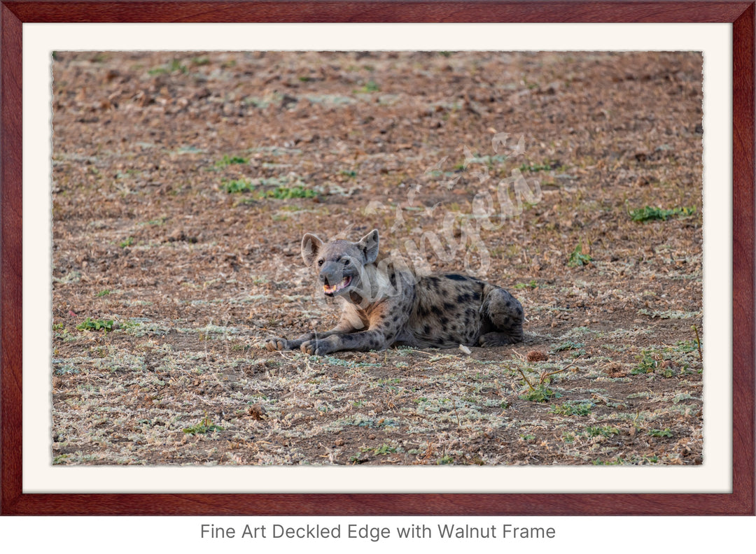 African Safari Wall Art: The Lone Hyena