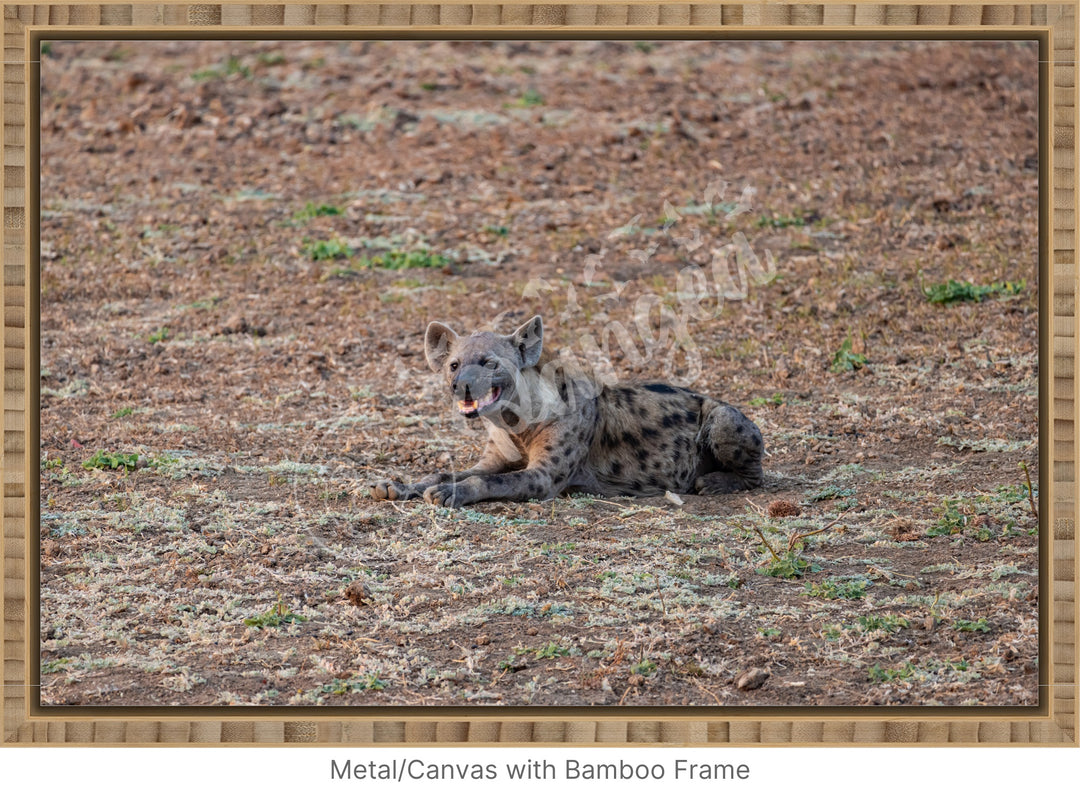 African Safari Wall Art: The Lone Hyena