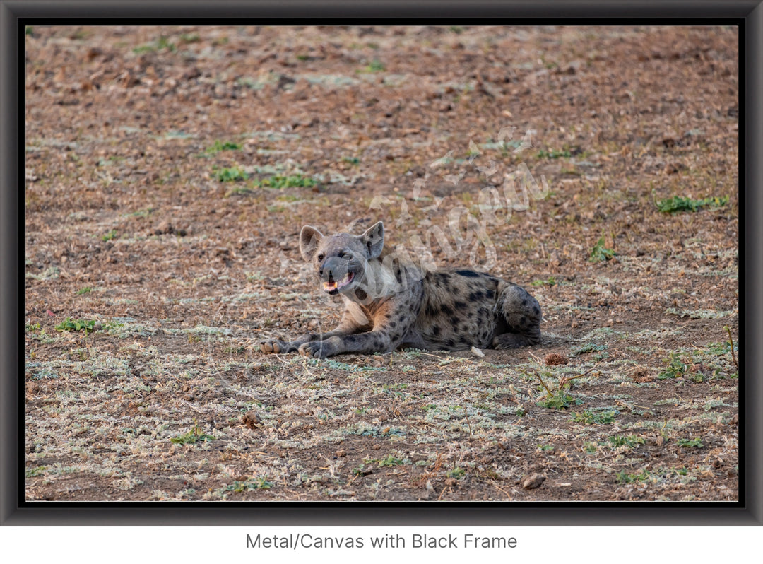 African Safari Wall Art: The Lone Hyena