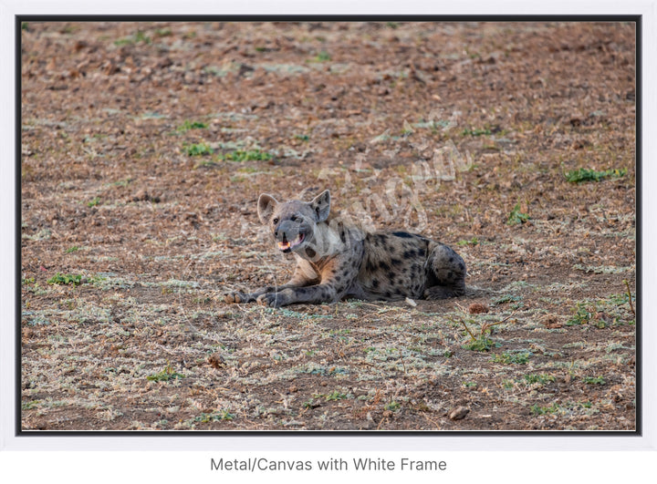 African Safari Wall Art: The Lone Hyena