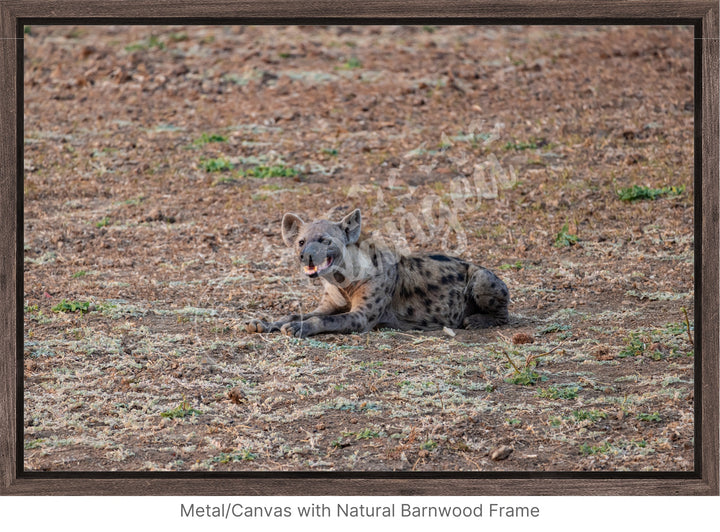 African Safari Wall Art: The Lone Hyena