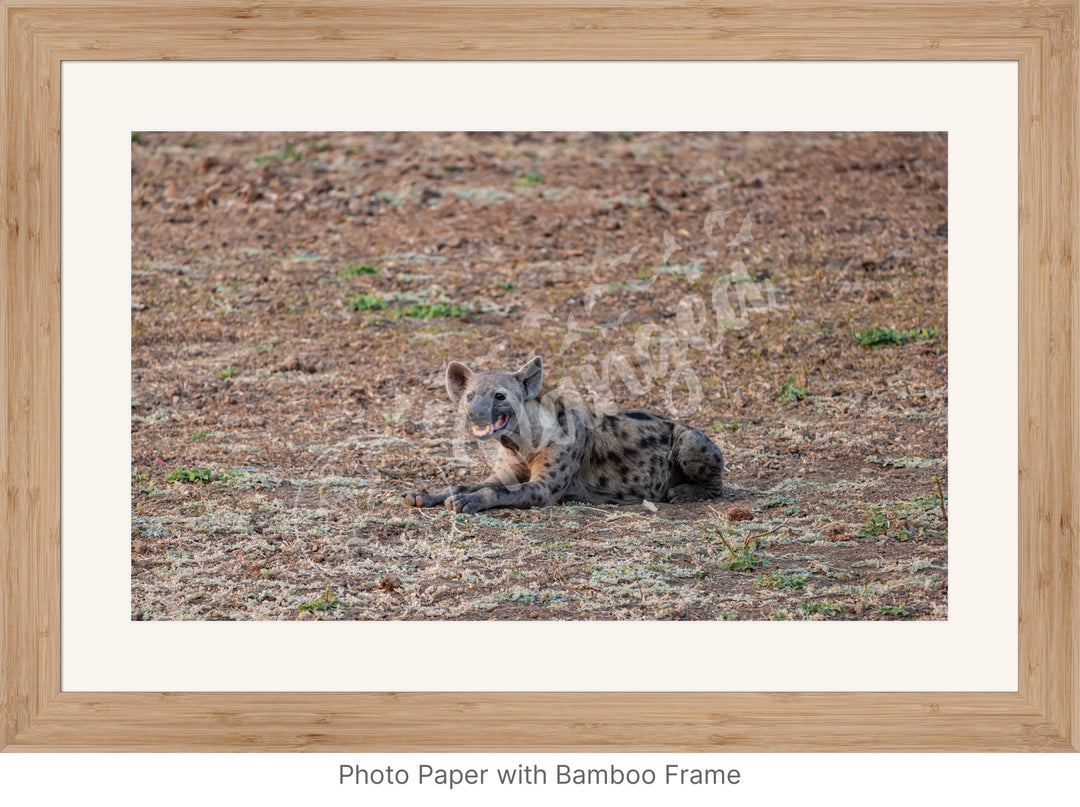 African Safari Wall Art: The Lone Hyena