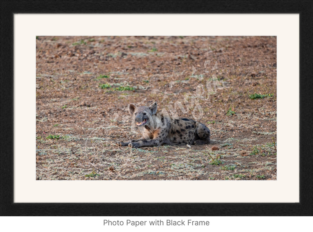 African Safari Wall Art: The Lone Hyena