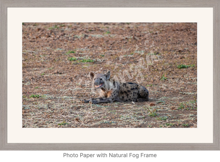 African Safari Wall Art: The Lone Hyena