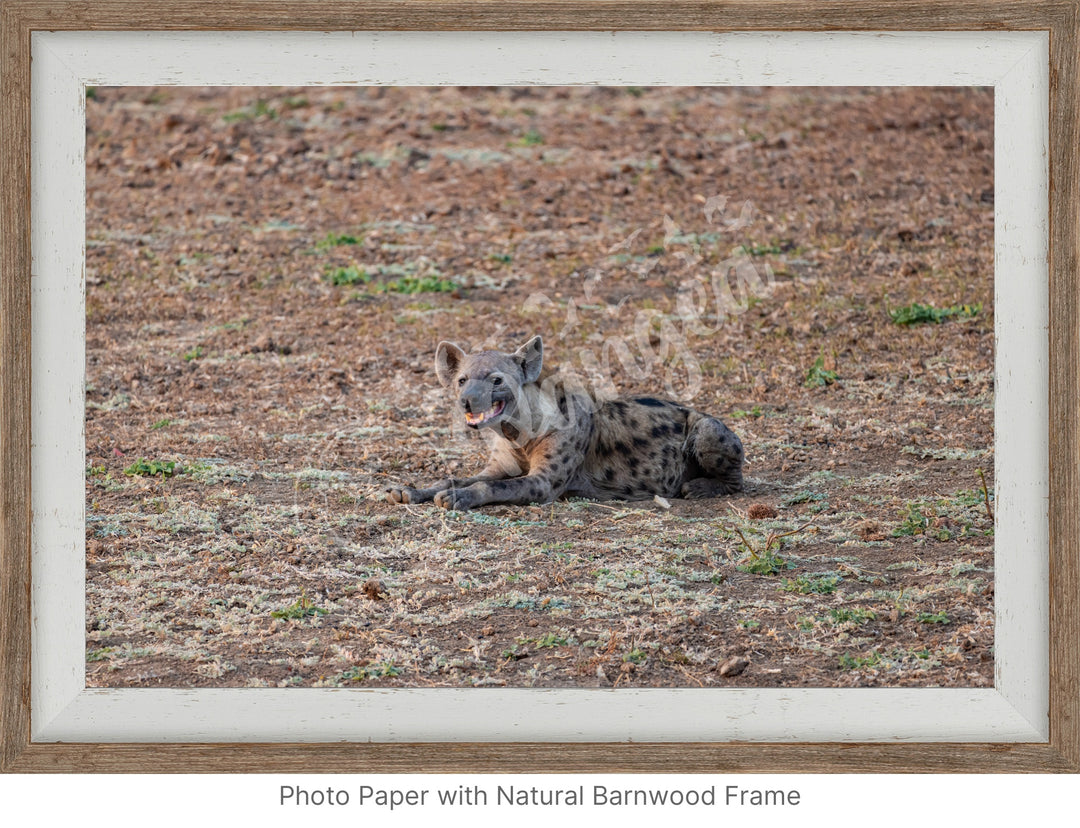 African Safari Wall Art: The Lone Hyena