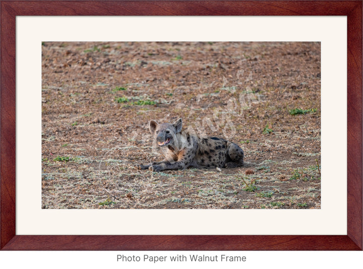 African Safari Wall Art: The Lone Hyena