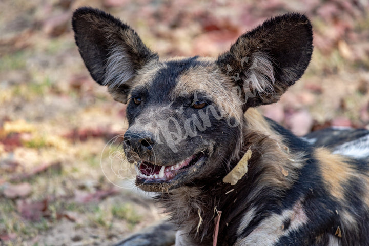 African Safari Wall Art: The Wild Dog Headshot