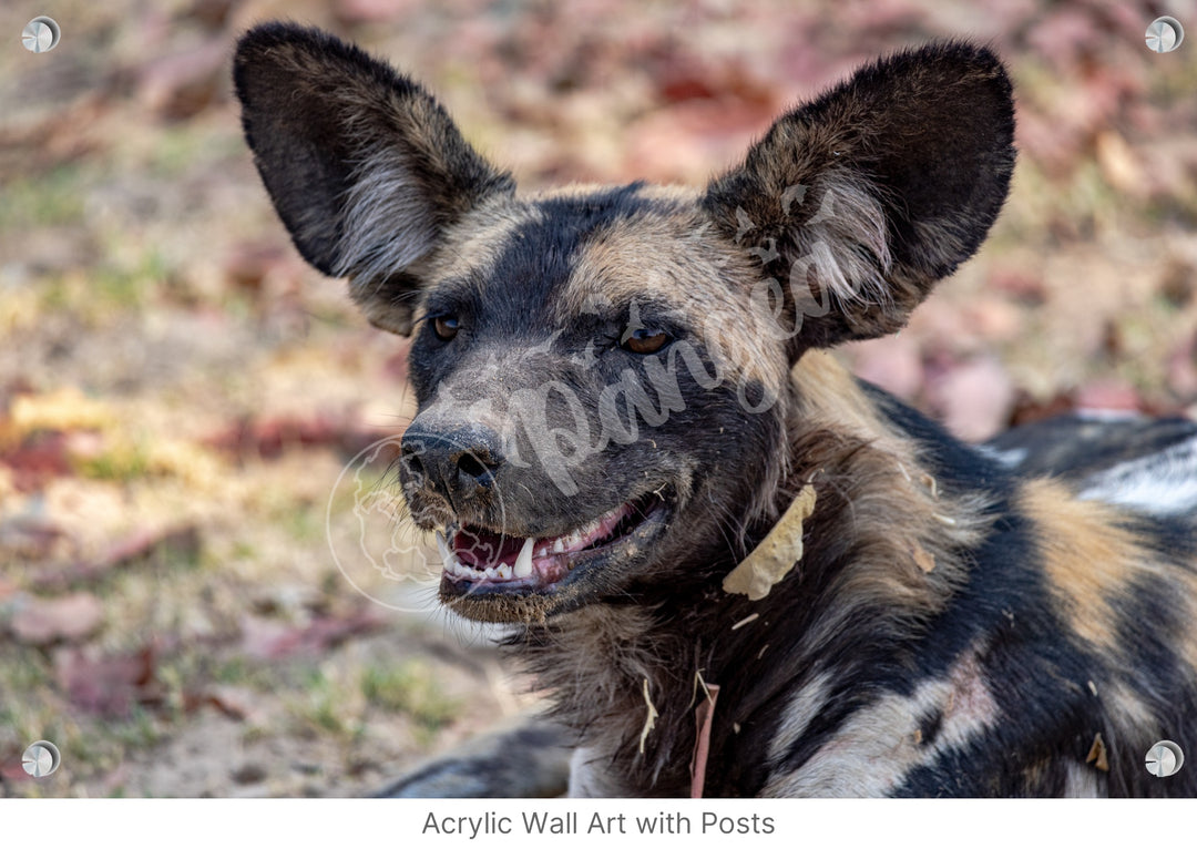 African Safari Wall Art: The Wild Dog Headshot