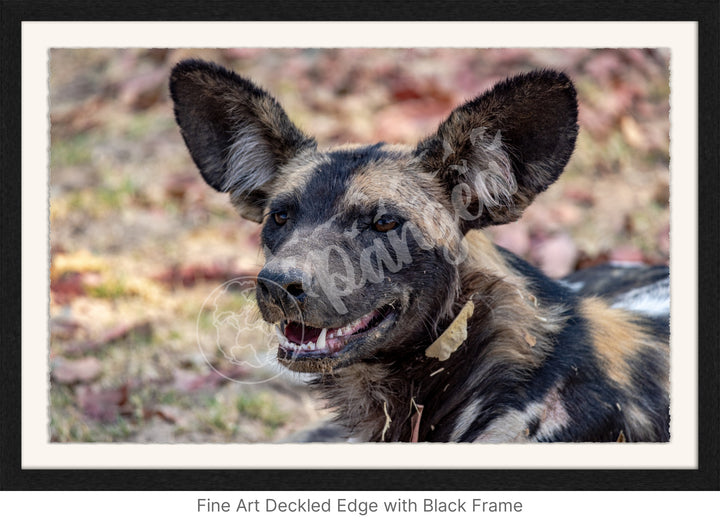 African Safari Wall Art: The Wild Dog Headshot