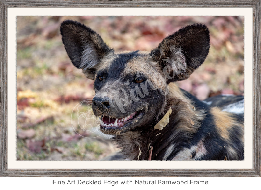 African Safari Wall Art: The Wild Dog Headshot