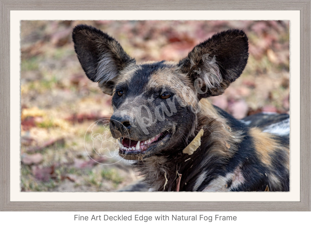 African Safari Wall Art: The Wild Dog Headshot