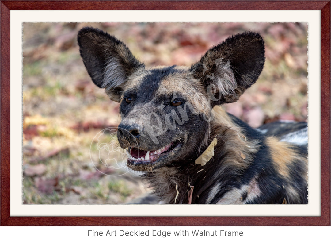 African Safari Wall Art: The Wild Dog Headshot