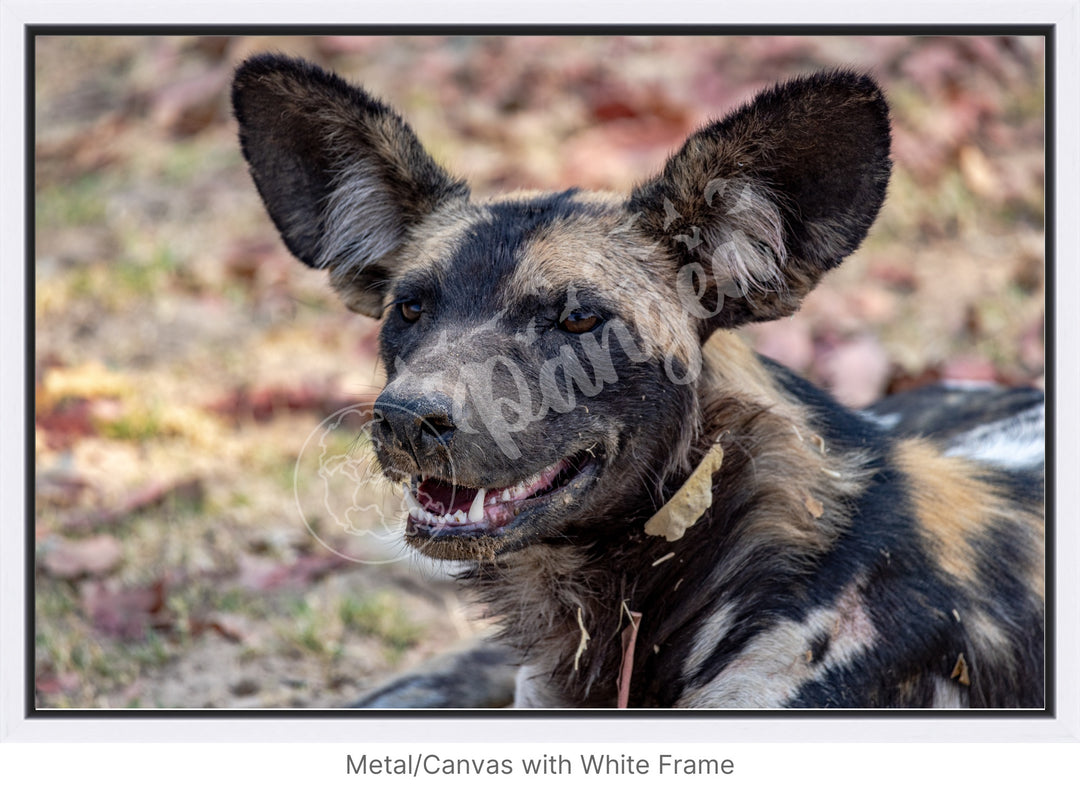 African Safari Wall Art: The Wild Dog Headshot